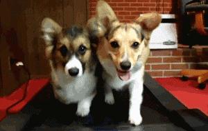 高温天气怎么让狗狗避暑,高温天气如何给狗狗降温