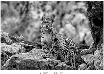 摄影师盗图获奖视频,摄影师盗图资格