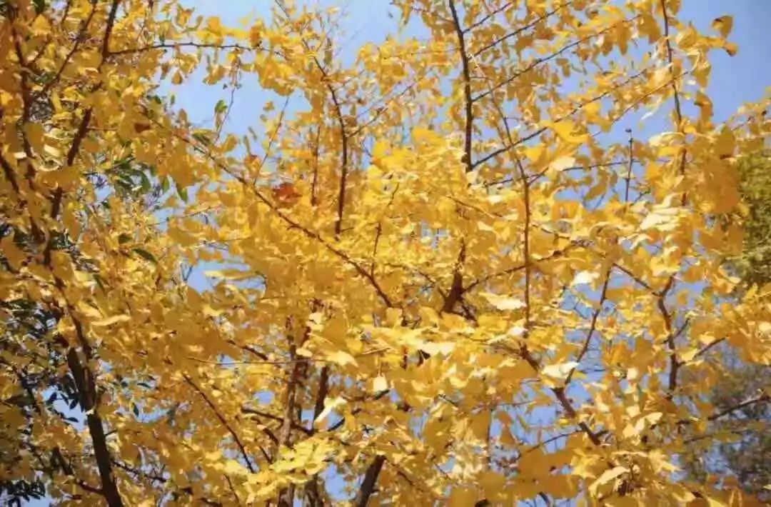 满城尽带黄金甲取景地图片,满城尽带黄金甲震撼场景