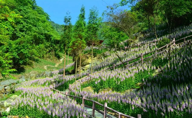 成都周边野花,成都周边花谷景区推荐