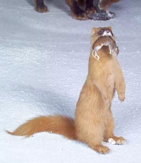 黄大仙很灵性,听说过黄大仙的故事