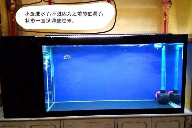 最简单的方法自制鱼缸背景,小型鱼缸制作全过程