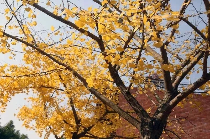 银杏打卡景点,成都周边打卡最美银杏观赏地