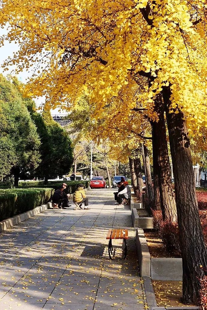 银杏打卡景点,成都周边打卡最美银杏观赏地