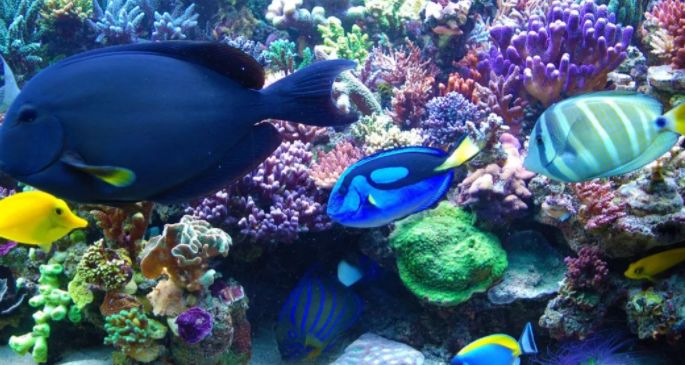 海缸攻略,所有人的终极目标