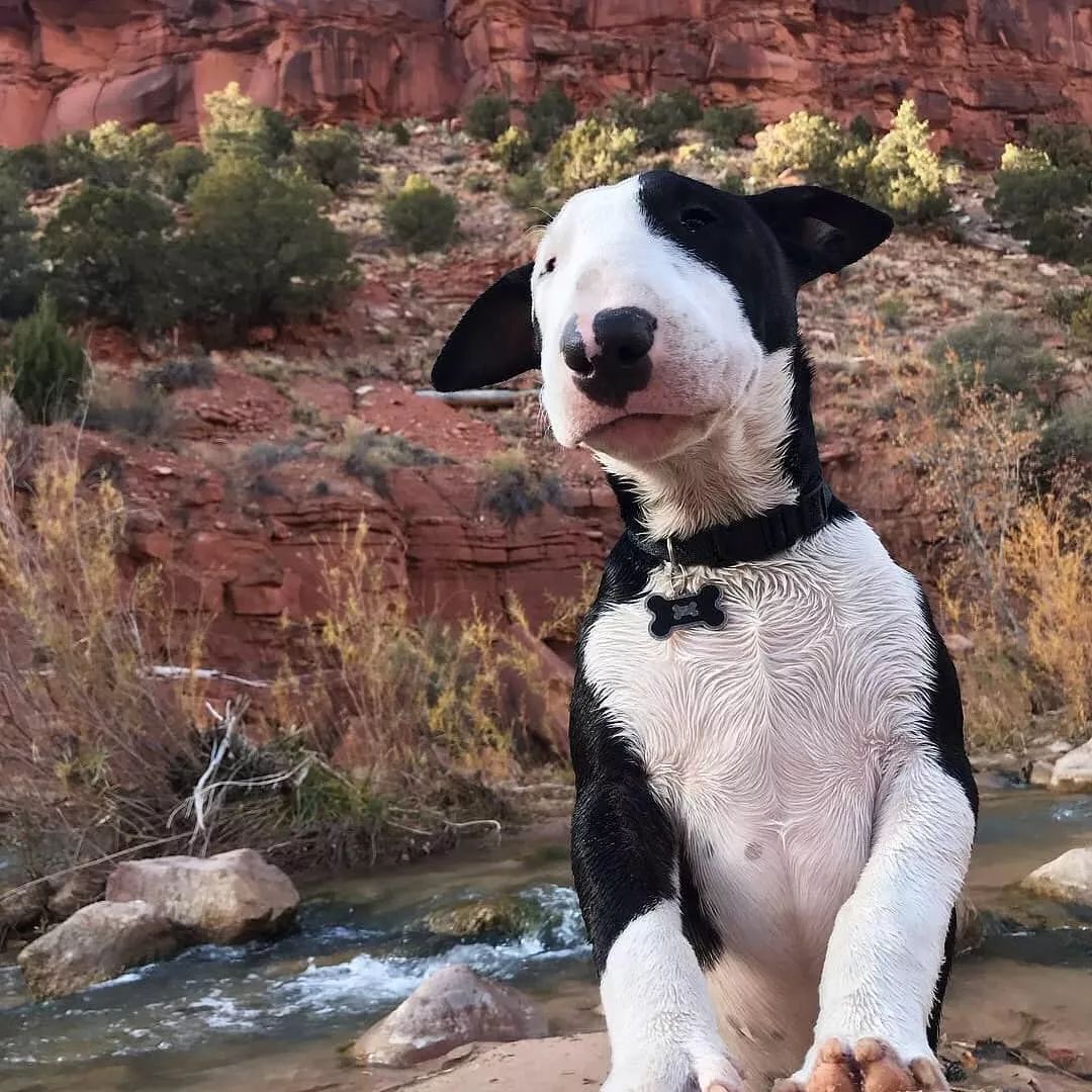 养牛头梗的注意事项,五个月的牛头梗好养吗