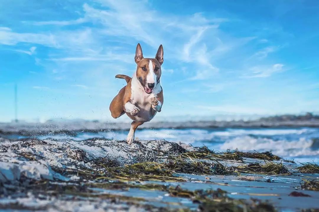 养牛头梗的注意事项,五个月的牛头梗好养吗