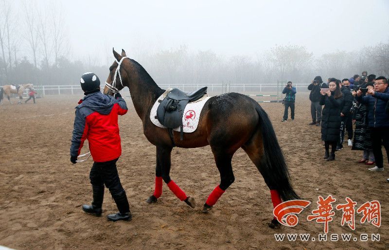 汗血宝马700万元,汗血宝马几万一匹