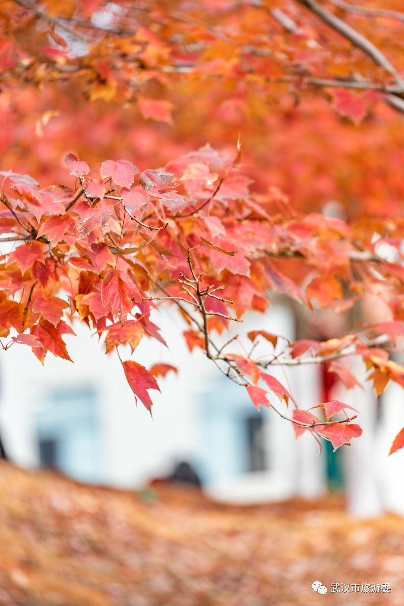 红叶最佳旅游地点武汉,武汉看红叶最好的地方