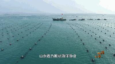 新时代新山东第八集,新时代新山东纪录片