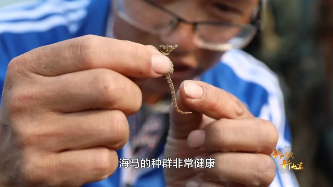 新时代新山东第八集,新时代新山东纪录片