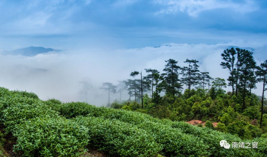 南靖茶旅融合,茶旅融合的风景
