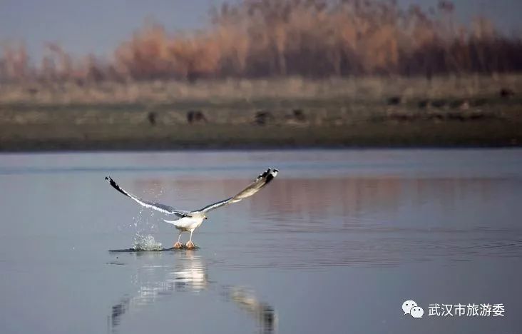 武汉市观鸟最佳的湿地公园,武汉湿地公园鸟类