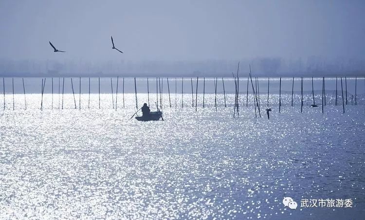 武汉市观鸟最佳的湿地公园,武汉湿地公园鸟类
