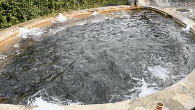 洛阳凤翔温泉特价门票夜泡,洛阳凤翔温泉的免费模式