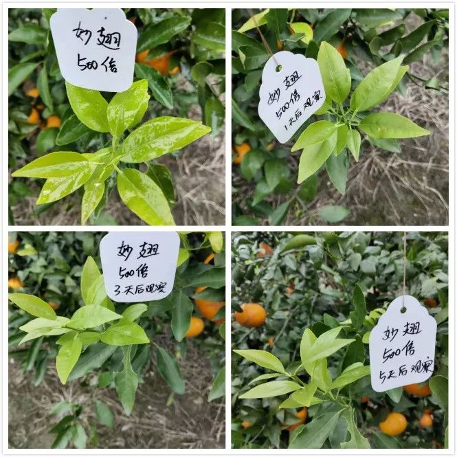 植保技术革命！有机硅、精油、有机氟等，谁将主宰500亿农业助剂市场？