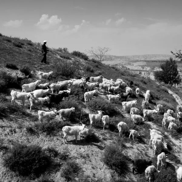 陕北说一个人狡啥意思,陕北人是怎样一群人