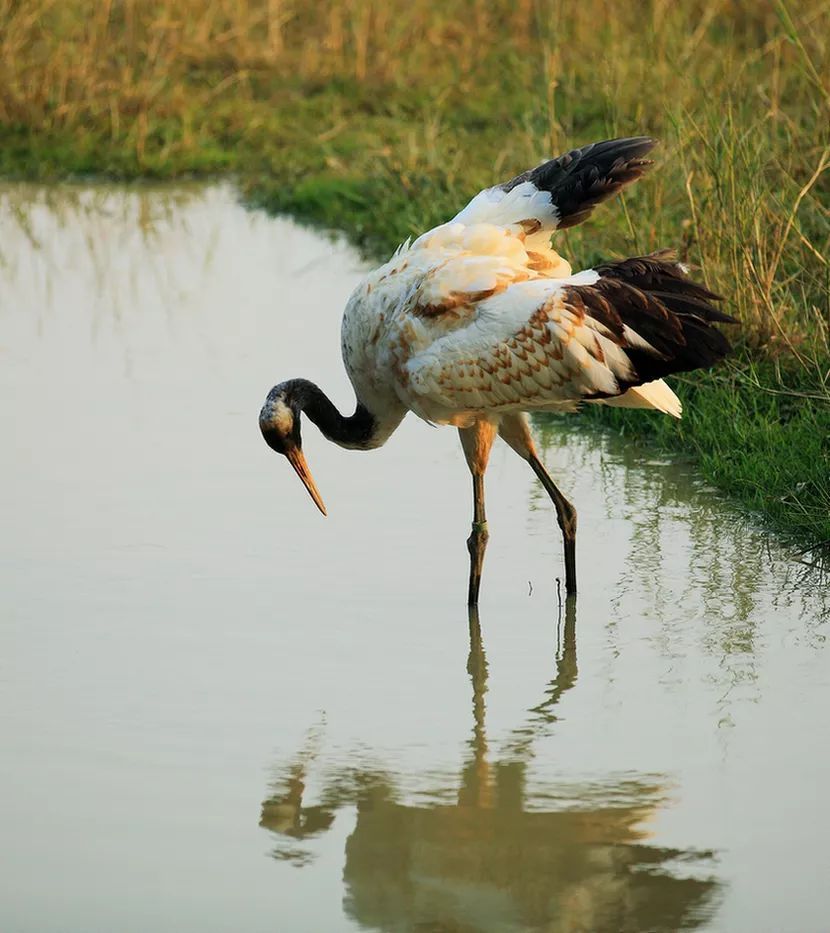 南沙生态鸟类湿地公园,南沙湿地公园观鸟最佳时间