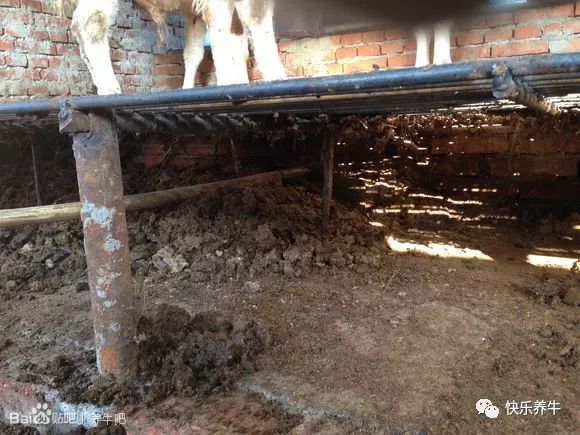 养牛漏粪板成功案例,养牛铸铁漏粪板