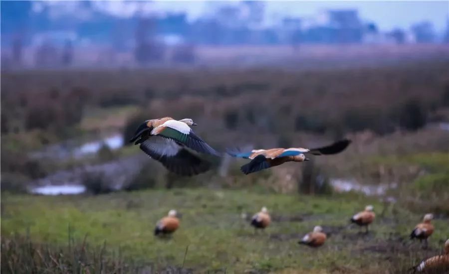 威宁草海一日游最佳攻略,威宁草海之旅