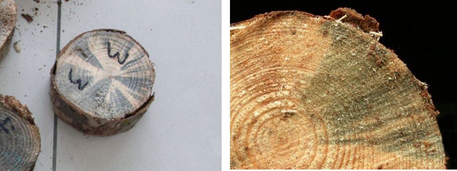 松树也变黄了,松树变红的原因