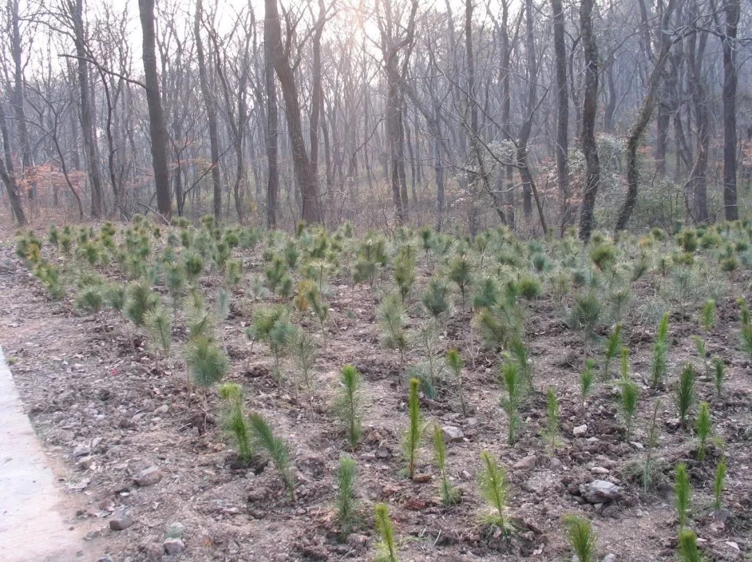 松树也变黄了,松树变红的原因