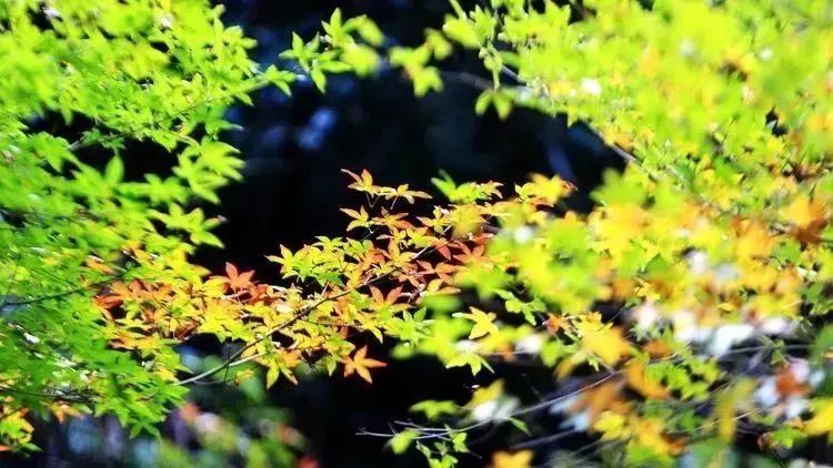 厦门云雾缭绕人间仙境山顶美景,厦门最美山上风景