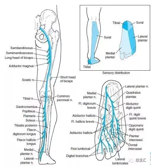 神经康复的治疗,神经松动术治疗什么