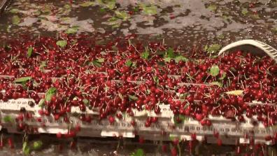 赣州车厘子最新官方消息,赣州产车厘子