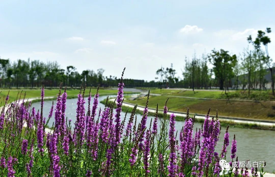 成都市青白江区重点项目计划,青白江升级规划