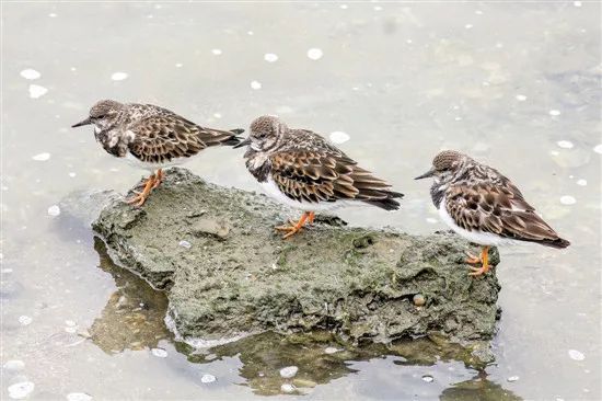 南沙生态鸟类湿地公园,南沙湿地公园观鸟最佳时间