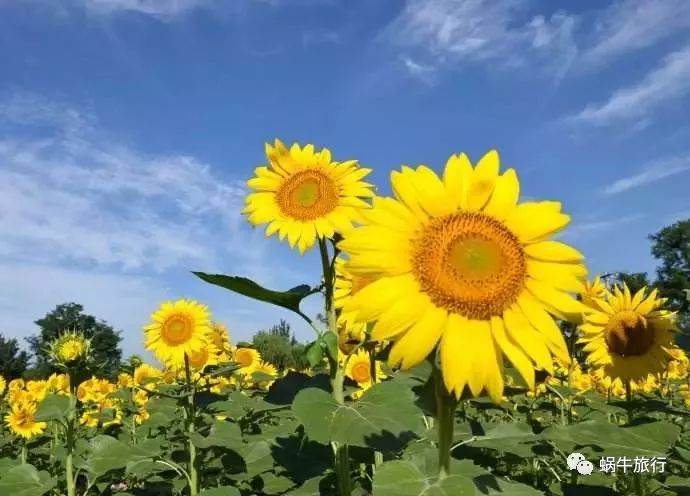 上林葵花节景点,广西上林葵花文化旅游节