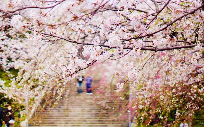 日本成为真正的购物天堂,日本购物或成购物天堂