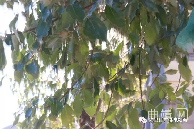 陆良一中景色照片,陆良一中校园风景