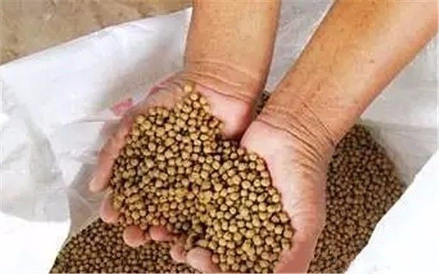 罗汉鱼增红这么简单？进来扫一眼你也可以的