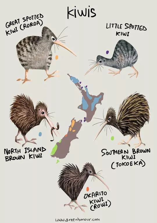 新西兰的国鸟竟是如此模样,新西兰的国鸟是哪种奇特无比的鸟