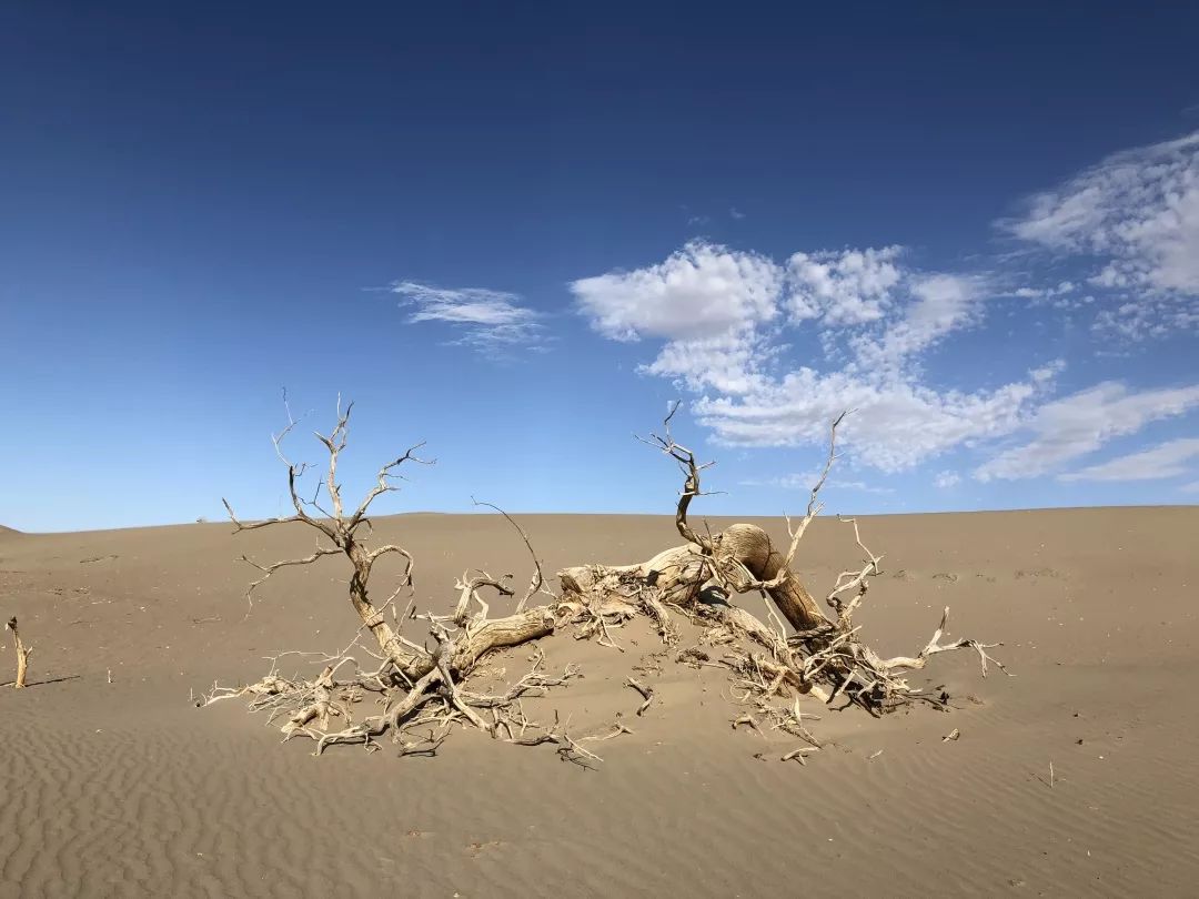 圣诞节绿毛怪格林奇,圣诞节出没的绿毛怪