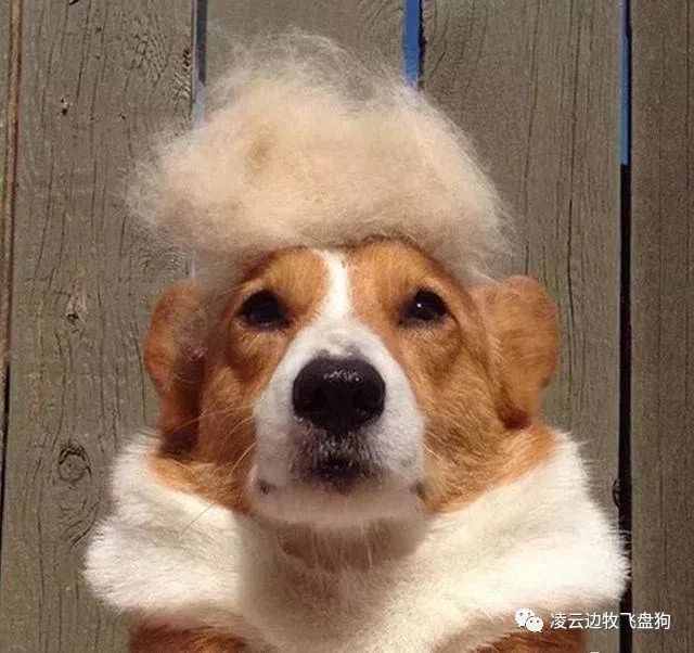 狗狗为什么喜欢吃骨头有什么影响,狗狗为什么很喜欢吃辣椒