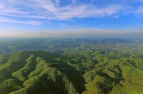 高明网红森林公园,佛山森林公园高明