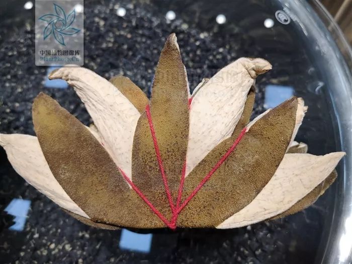 本草驿站岭南特色中药化橘红,本草驿站药材