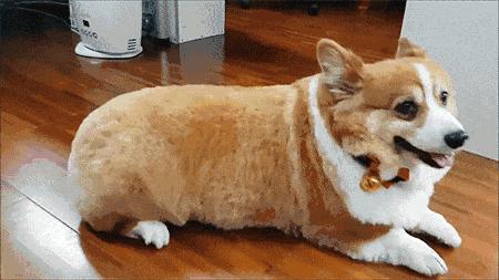 纯白色德牧是咋回事,黑白杂色德牧