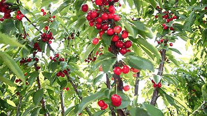 拿好这篇西安采摘樱桃指南,西安白鹿原樱桃采摘