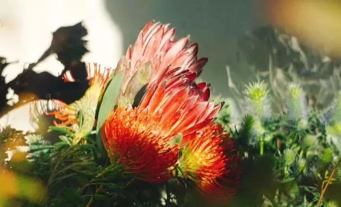 不用羡慕小S坐拥小姐姐花店，全球最美的7家花店还等你去打卡呐~