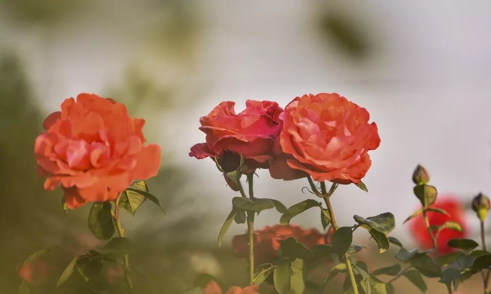 台儿庄祥和庄园,鞍山祥和度假庄园