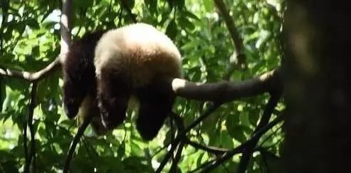 老外多爱猫咪,老外多爱中国