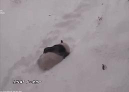 老外多爱猫咪,老外多爱中国