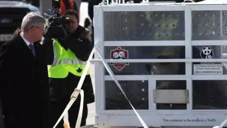 老外多爱猫咪,老外多爱中国