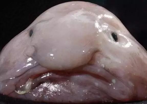 老外多爱猫咪,老外多爱中国