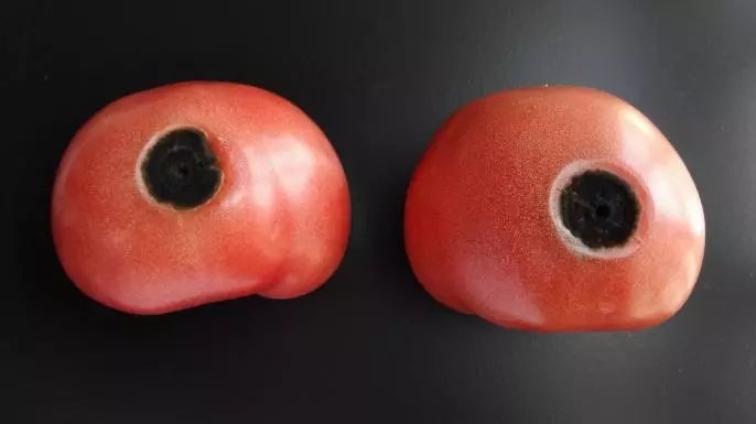 去除腐烂部分的果蔬还能吃吗?