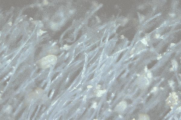 跟祖玛珑一个味道的洗衣液,祖马龙洗衣液是什么味的